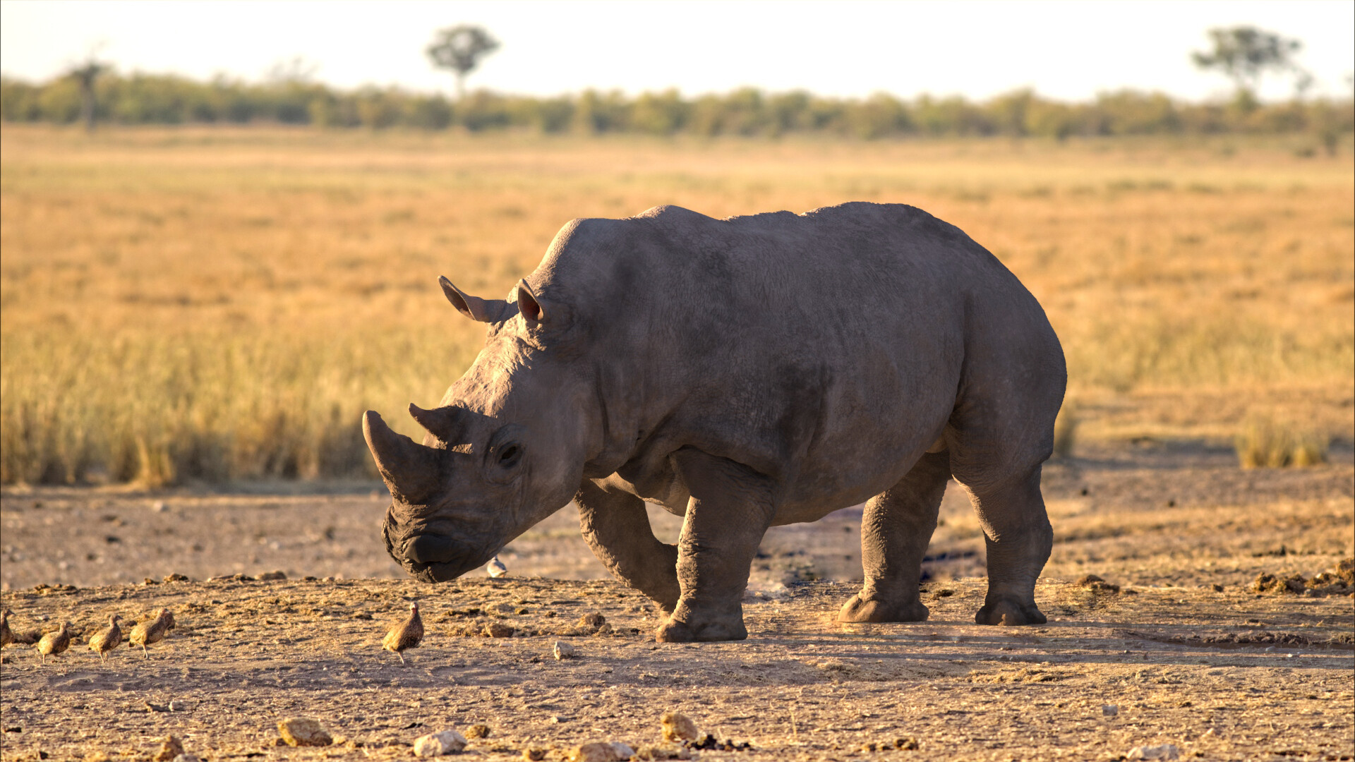 Rhinocéros majestueux de la réserve de Bandia